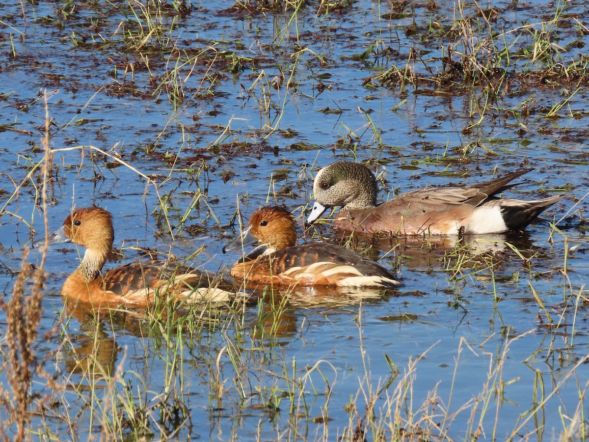Свистач рудий - ML646198696