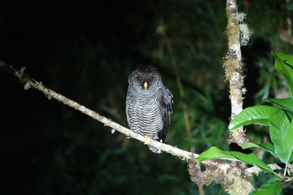 Black-banded Owl (San Isidro) - ML646198706