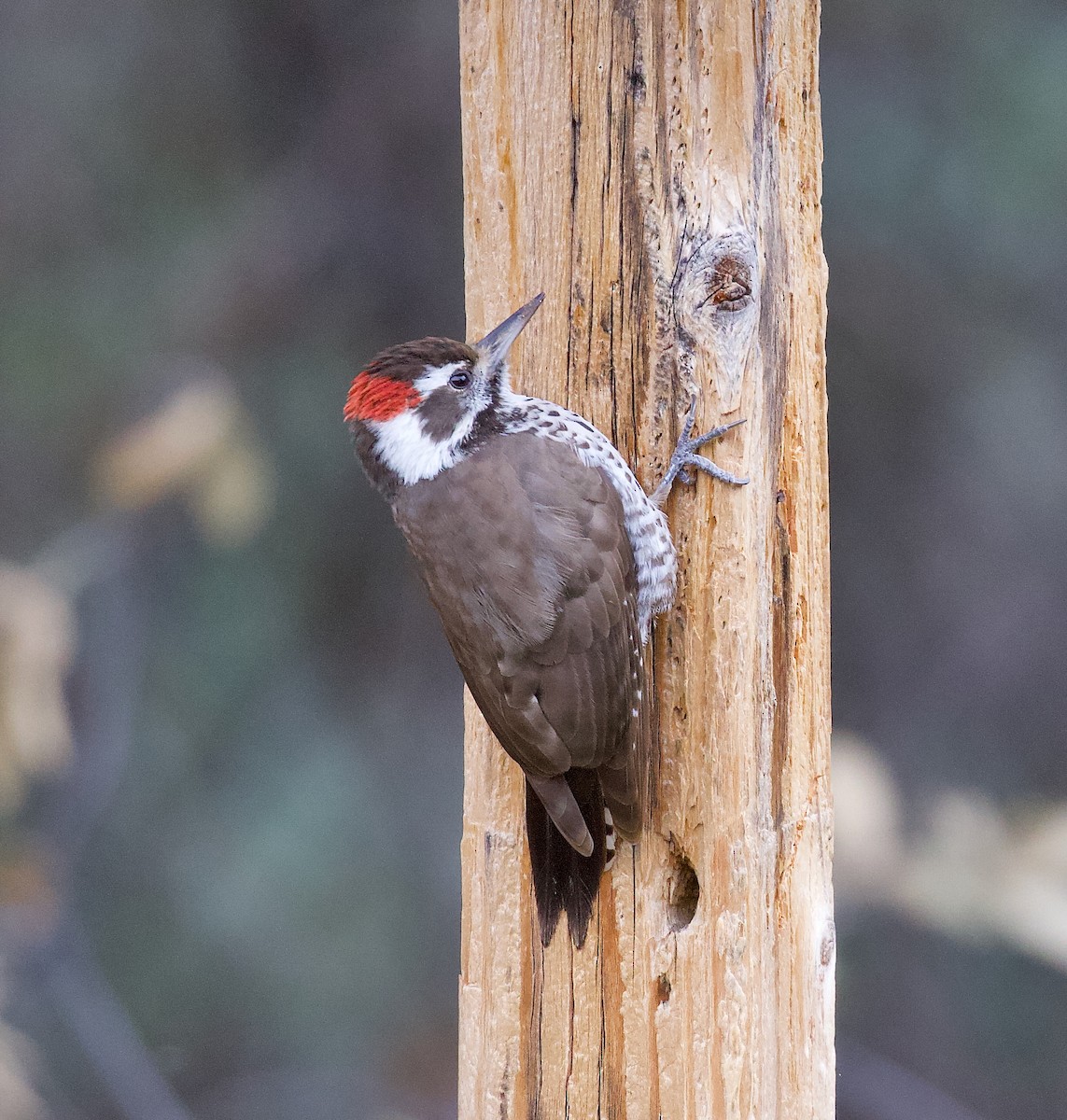 Arizona Woodpecker - ML646198707
