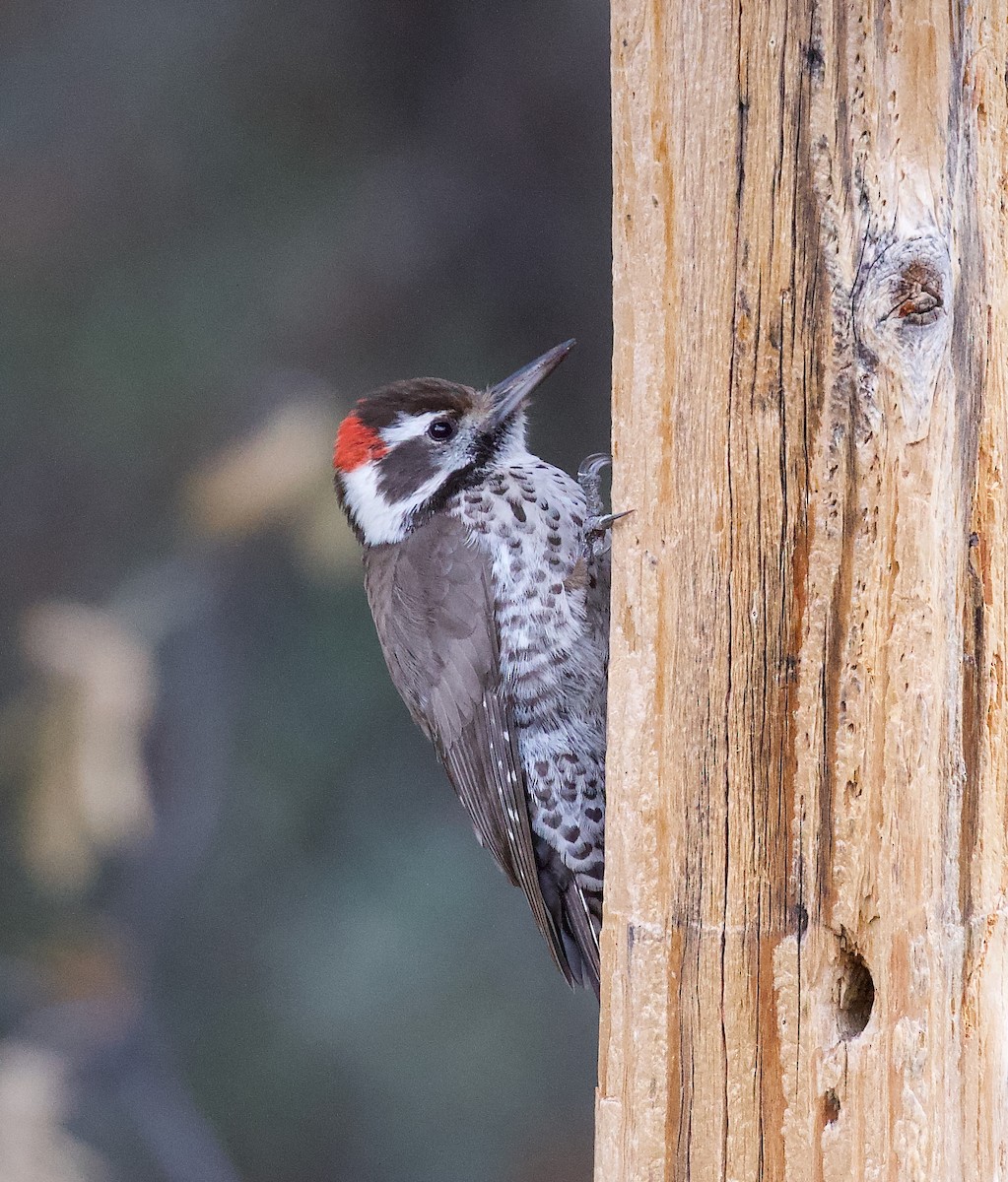 Arizona Woodpecker - ML646198711