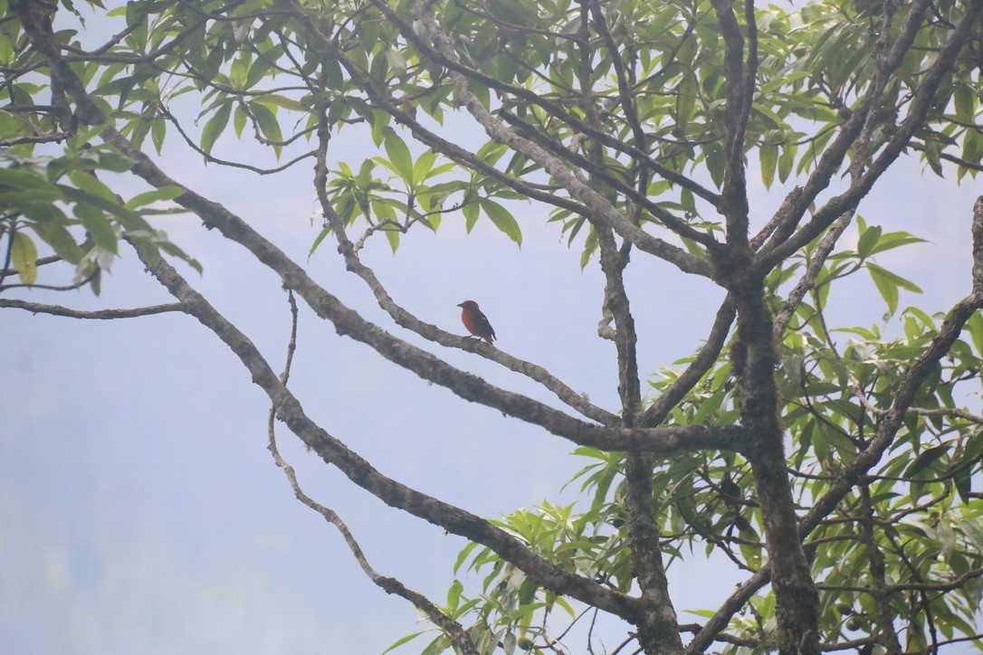 Flame-colored Tanager - ML646198713