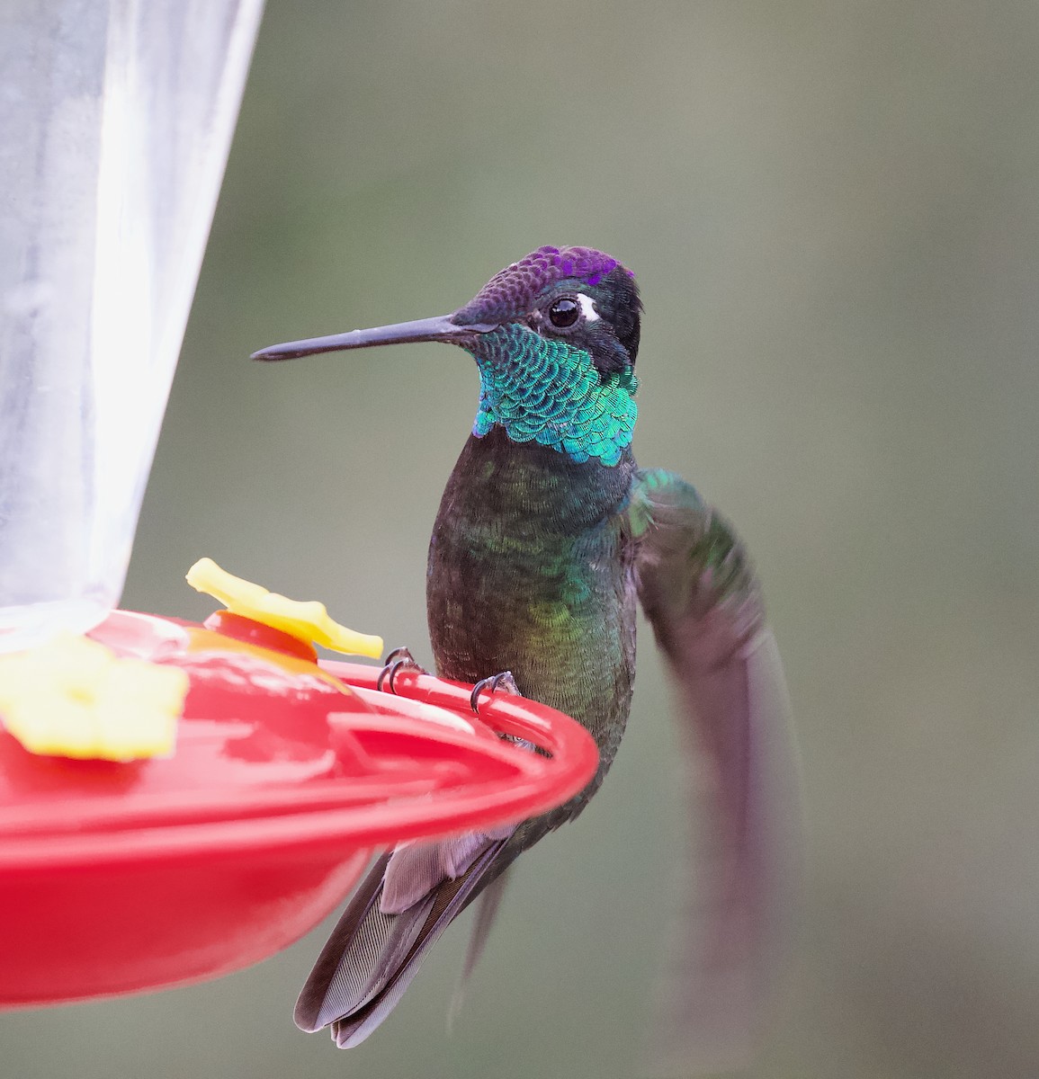 Rivoli's Hummingbird - ML646198714
