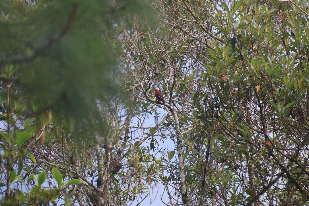 Flame-colored Tanager - ML646198715