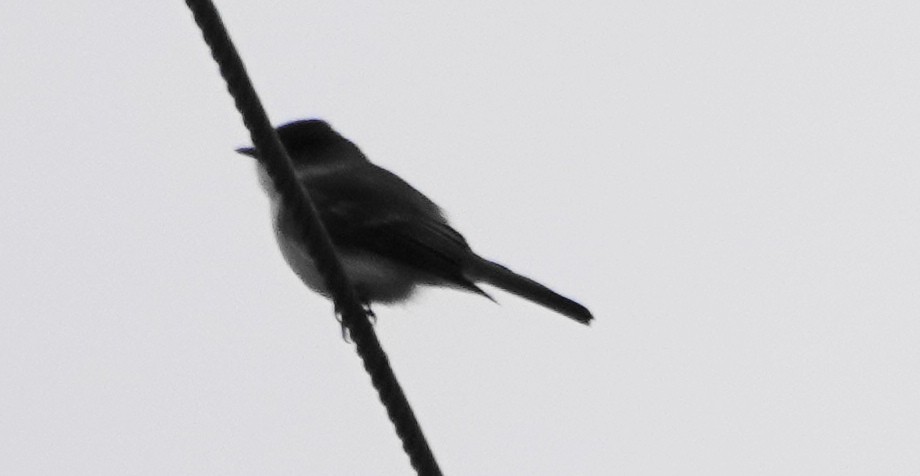 Eastern Phoebe - ML646198716