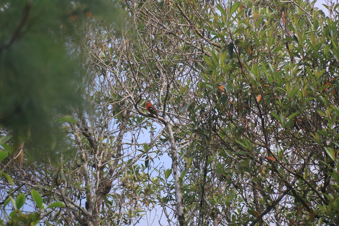 Flame-colored Tanager - ML646198717