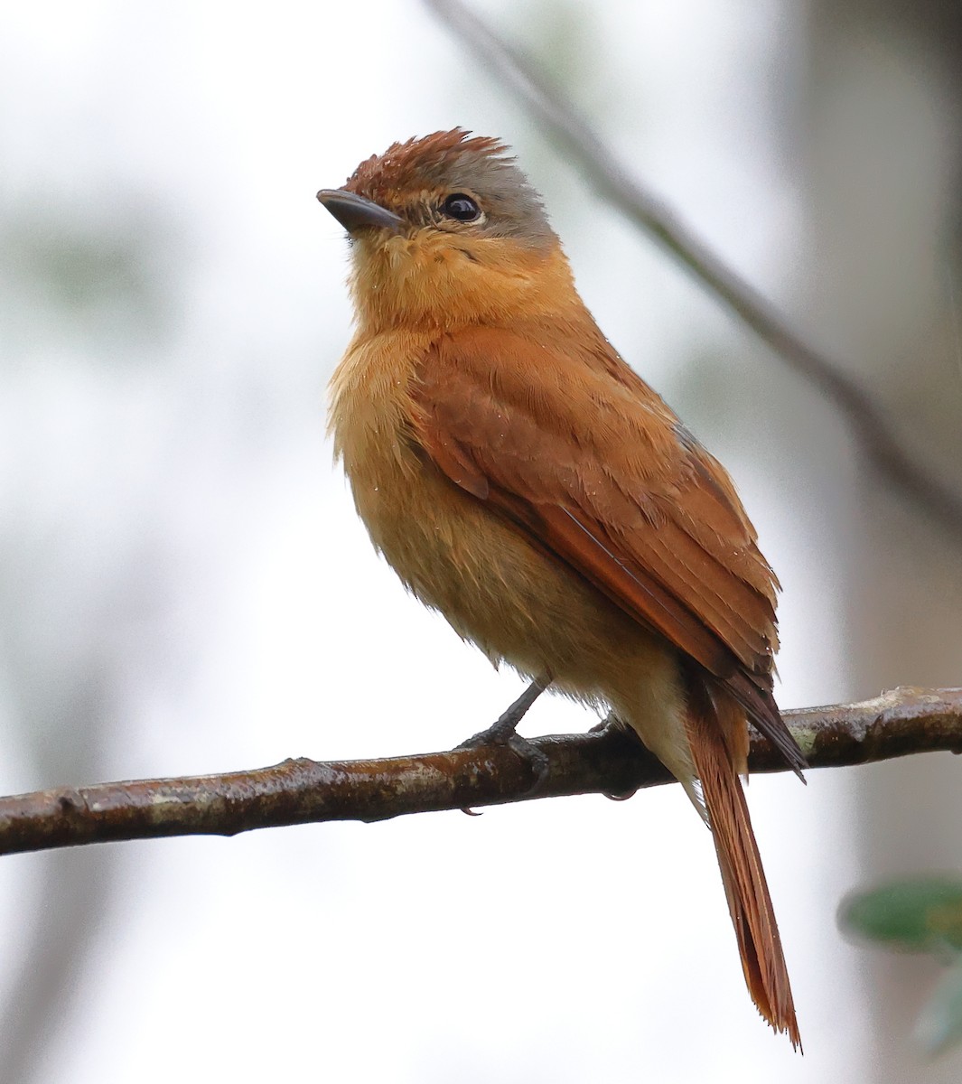 Chestnut-crowned Becard - ML646198718