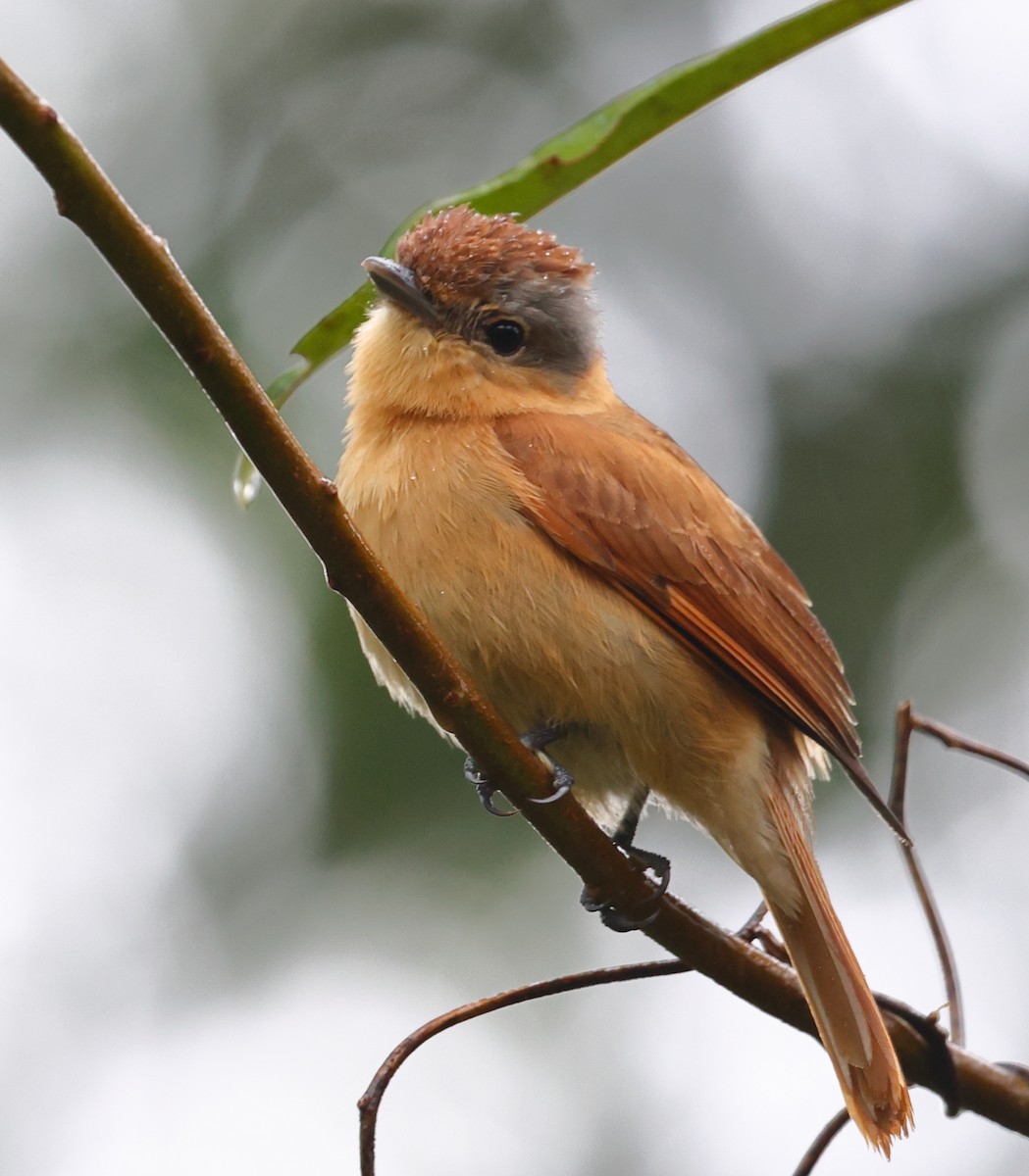 Chestnut-crowned Becard - ML646198719