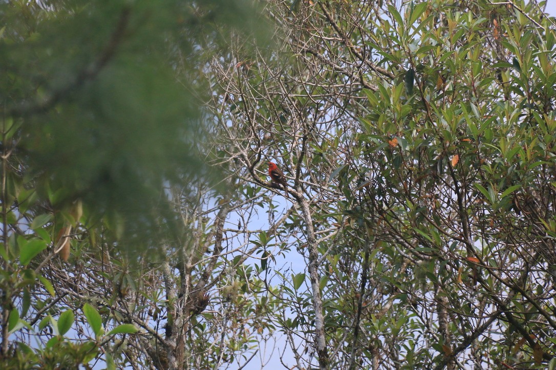 Flame-colored Tanager - ML646198722