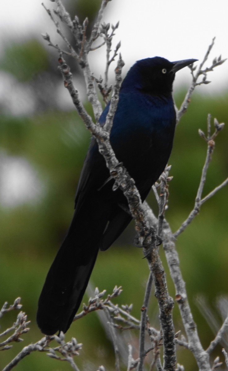Boat-tailed Grackle - ML646198728