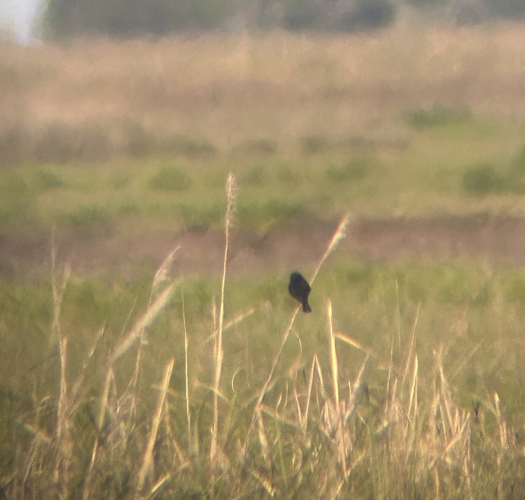 Yellow-winged Blackbird - ML646198730