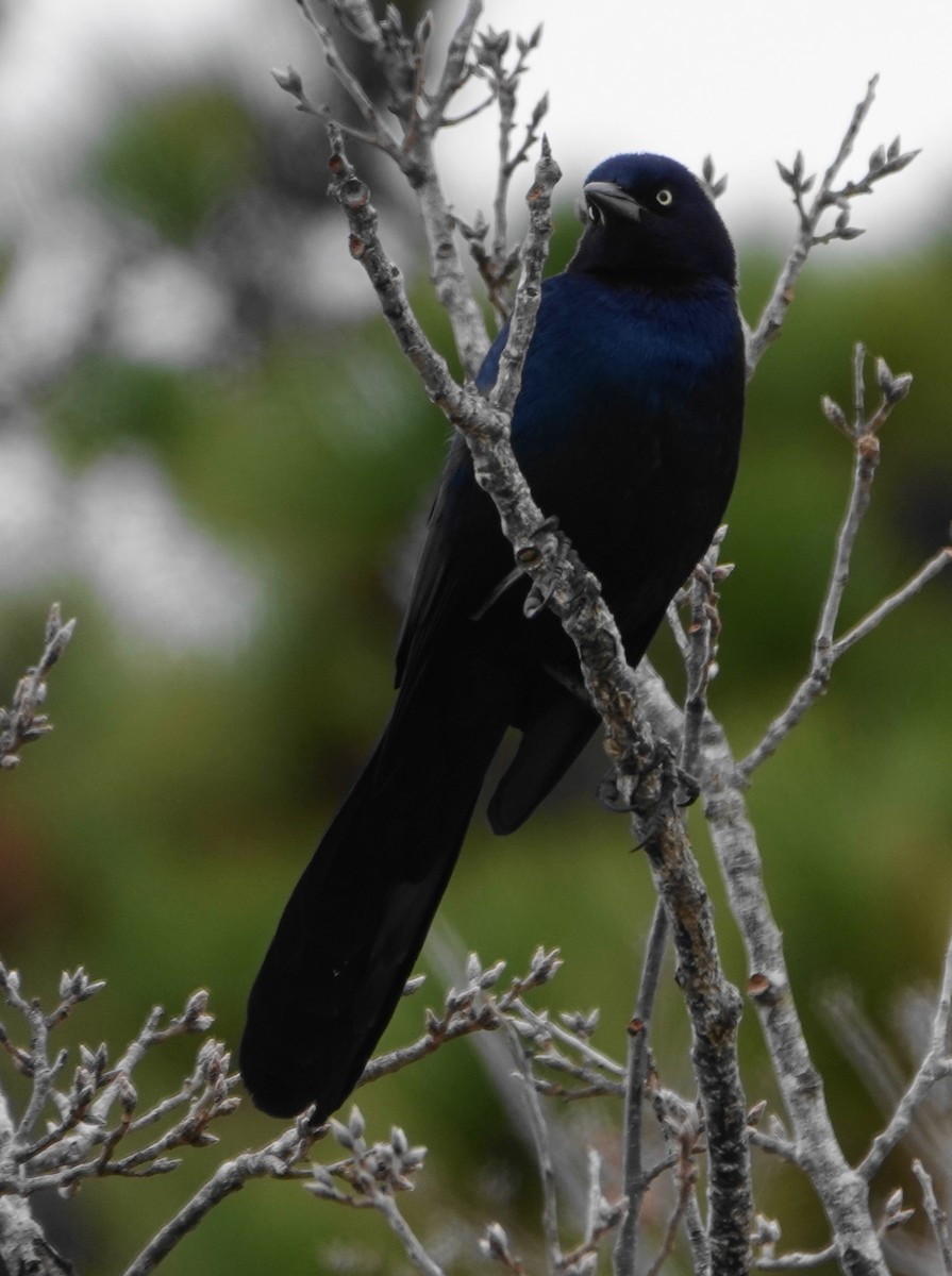 Boat-tailed Grackle - ML646198732