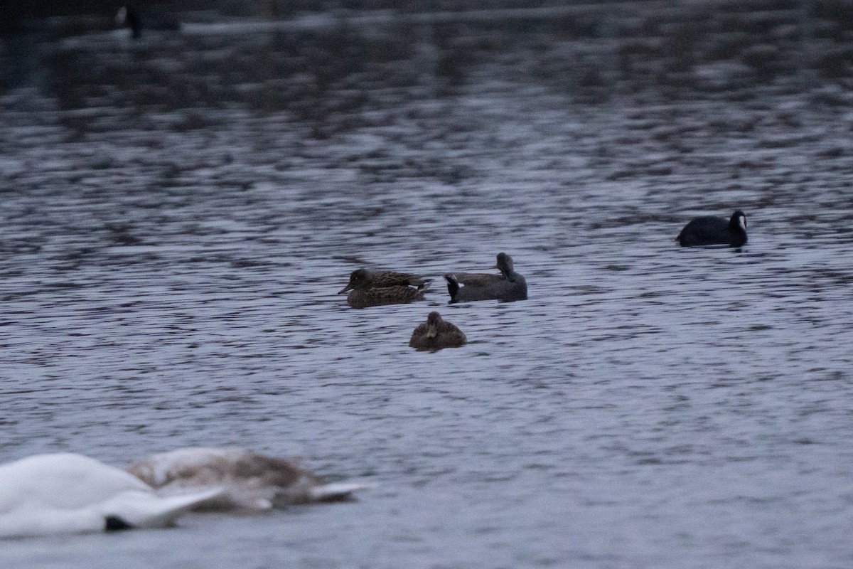 Ipar-ahatea - ML646198749