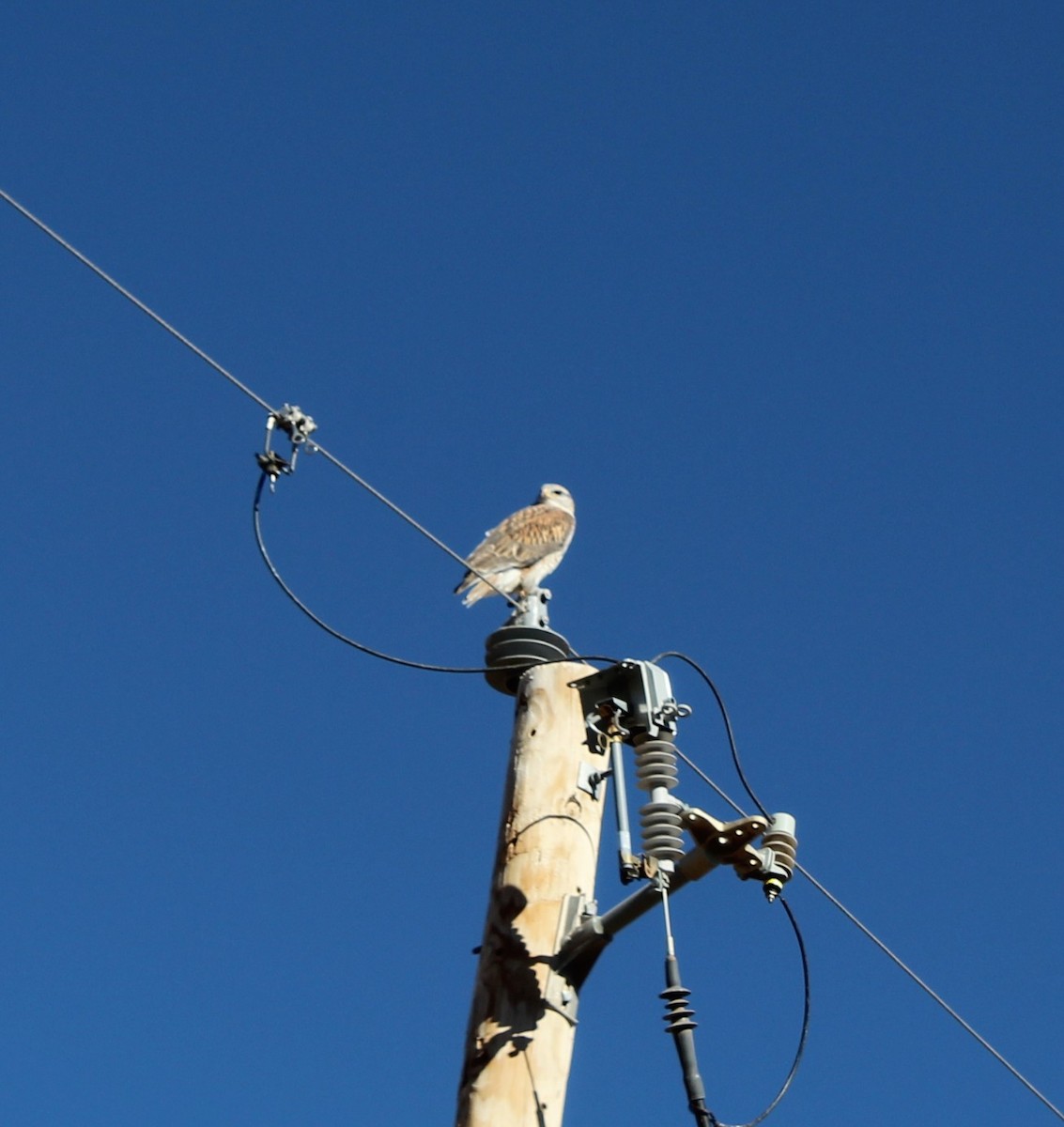 Ferruginous Hawk - ML646198757