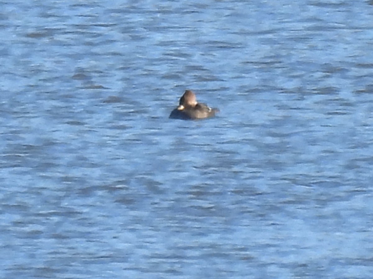 Hooded Merganser - ML646198760