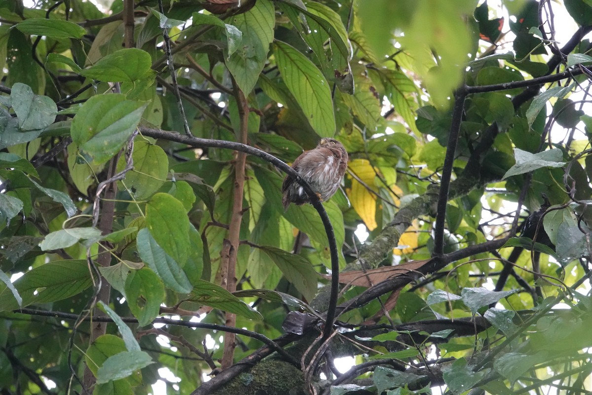 Ferruginous Pygmy-Owl - ML646198761