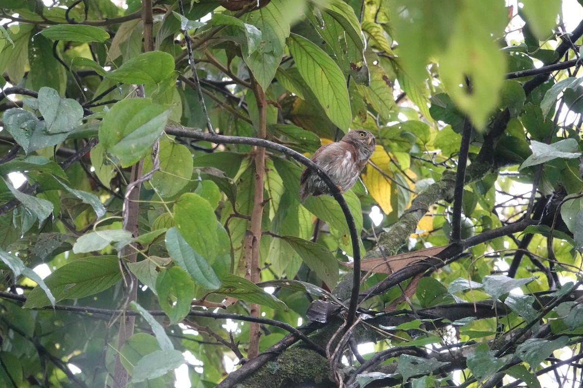 Ferruginous Pygmy-Owl - ML646198762