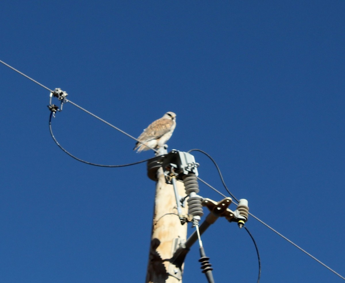 Ferruginous Hawk - ML646198763