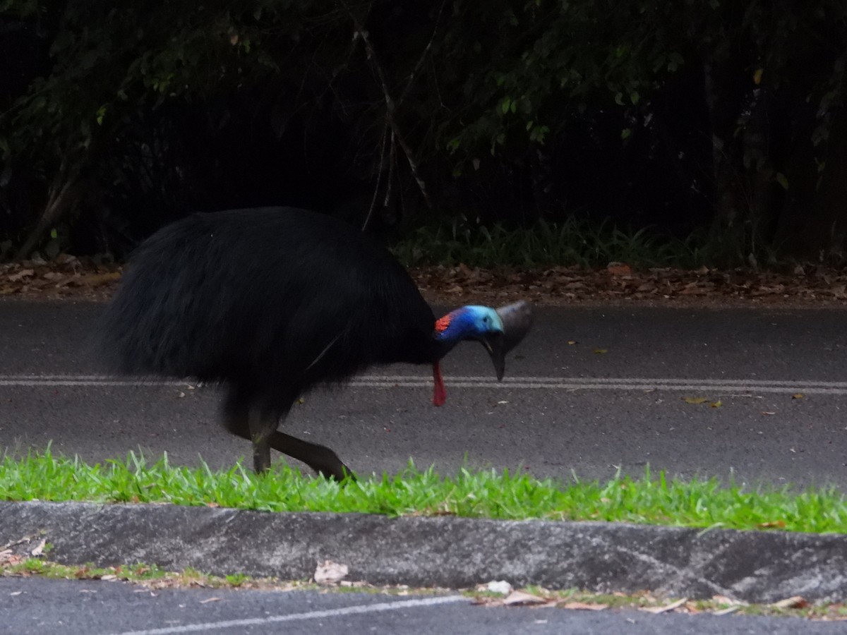 Güneyli Kasuari - ML646198764