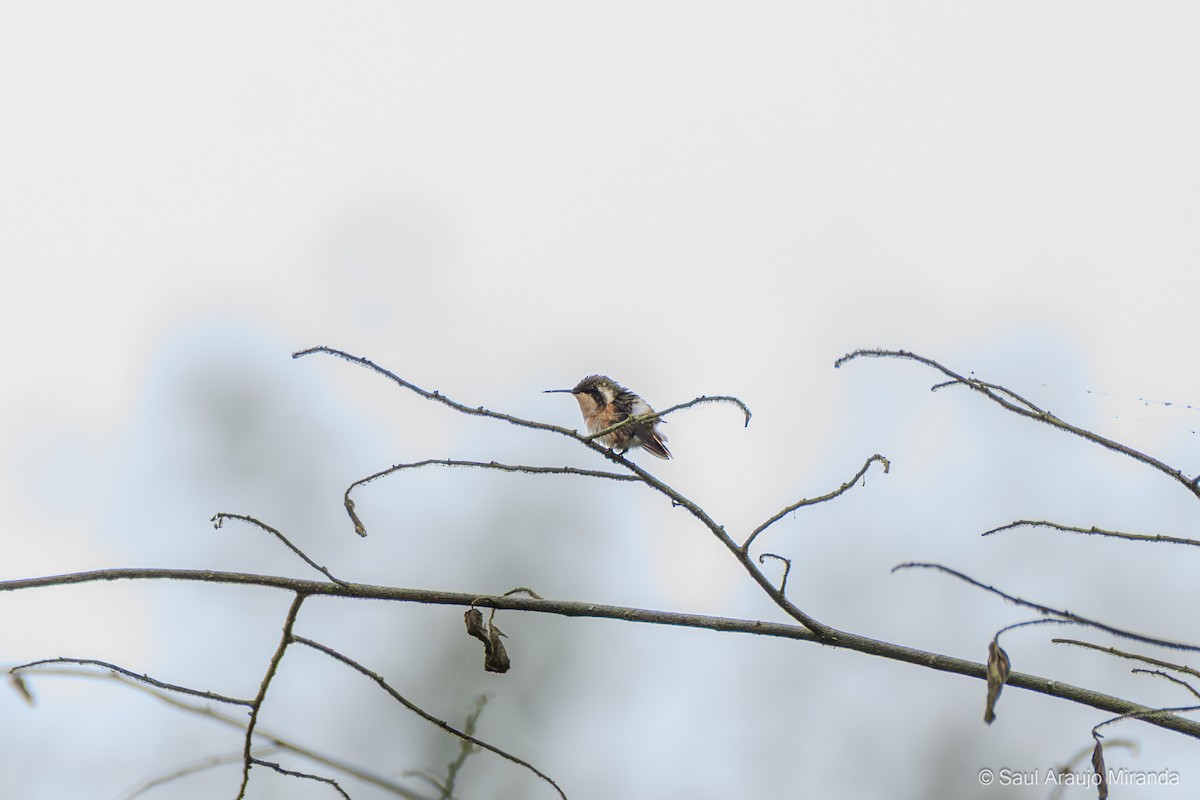 Esmeraldas Woodstar - ML646198765