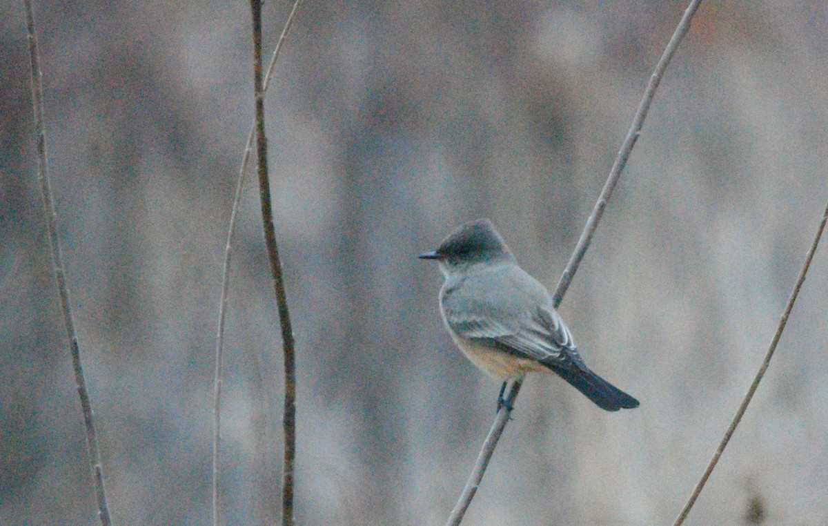 Say's Phoebe - ML646198779