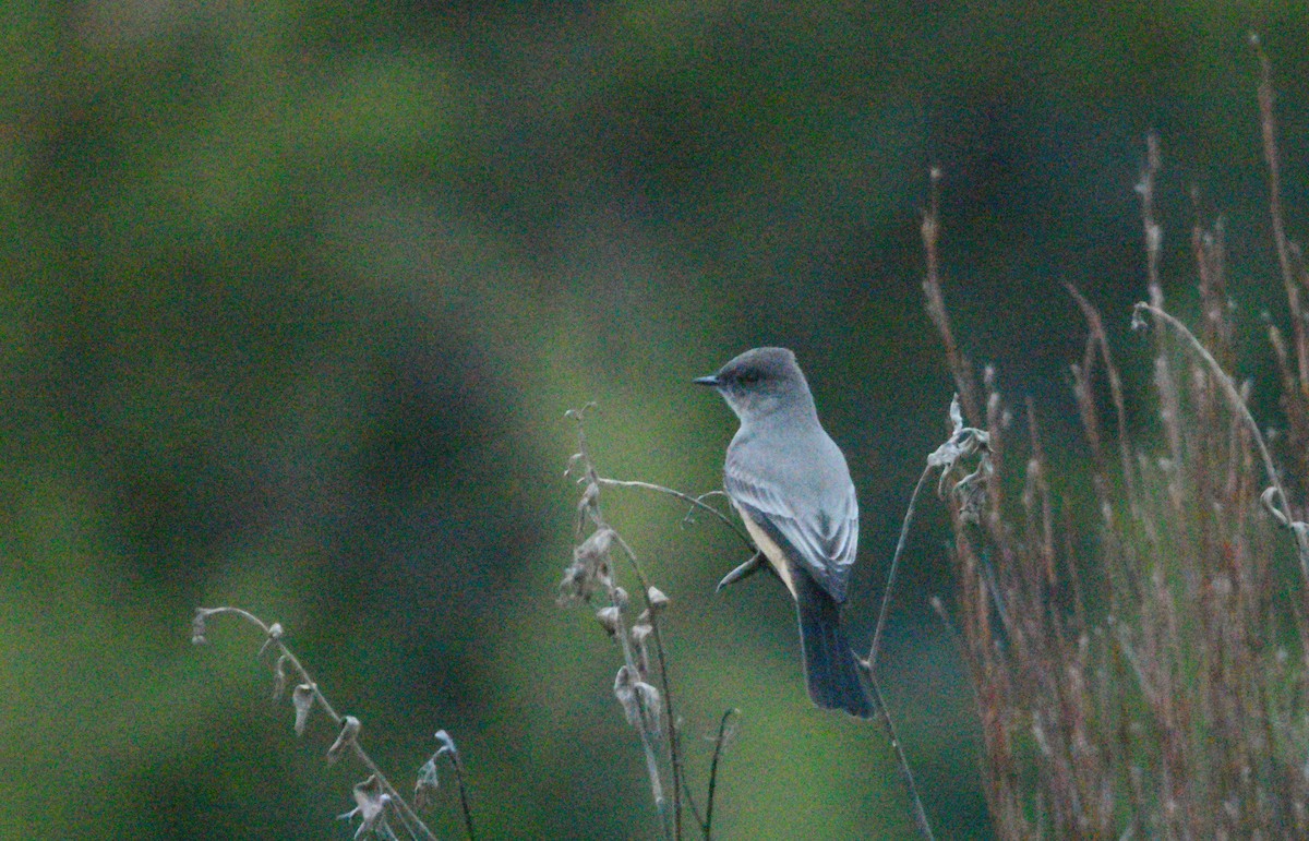 Say's Phoebe - ML646198782