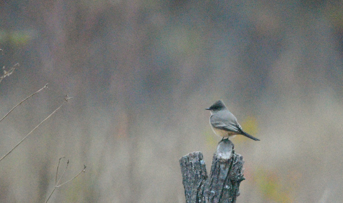 Say's Phoebe - ML646198783