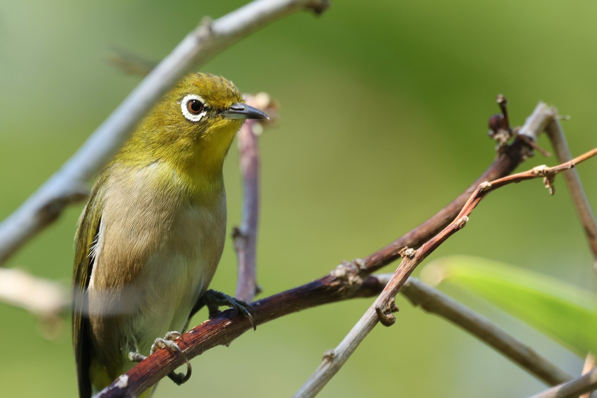 Окулярник японський - ML646198784