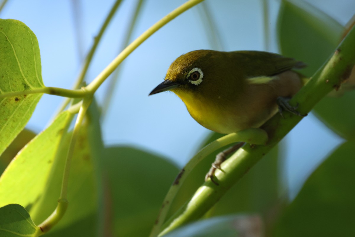 Окулярник японський - ML646198785