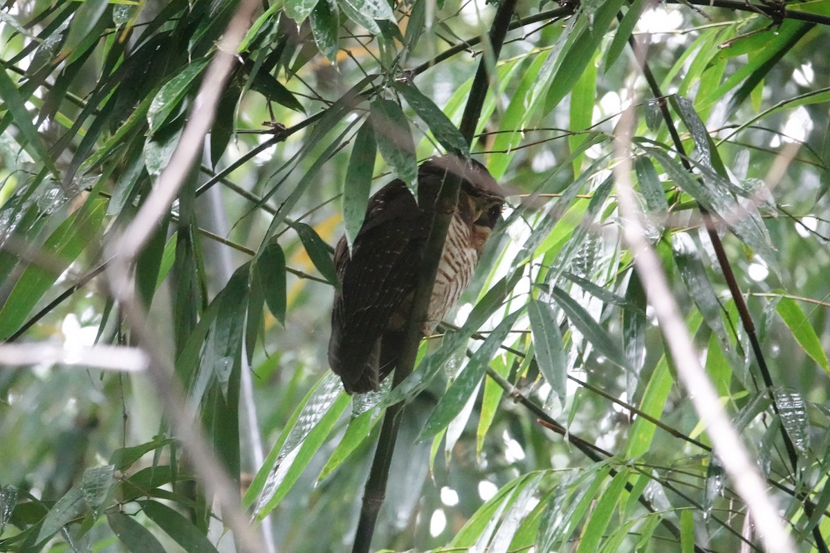 Band-bellied Owl - ML646198793