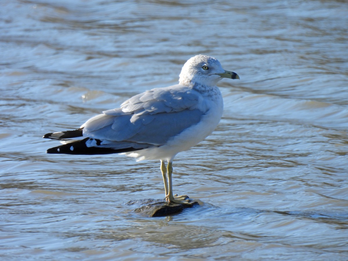 Ring-billed Gull - ML646198794