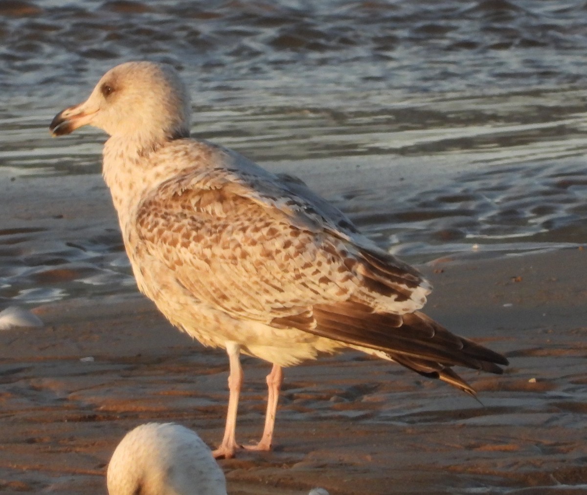 European Herring Gull - ML646198798