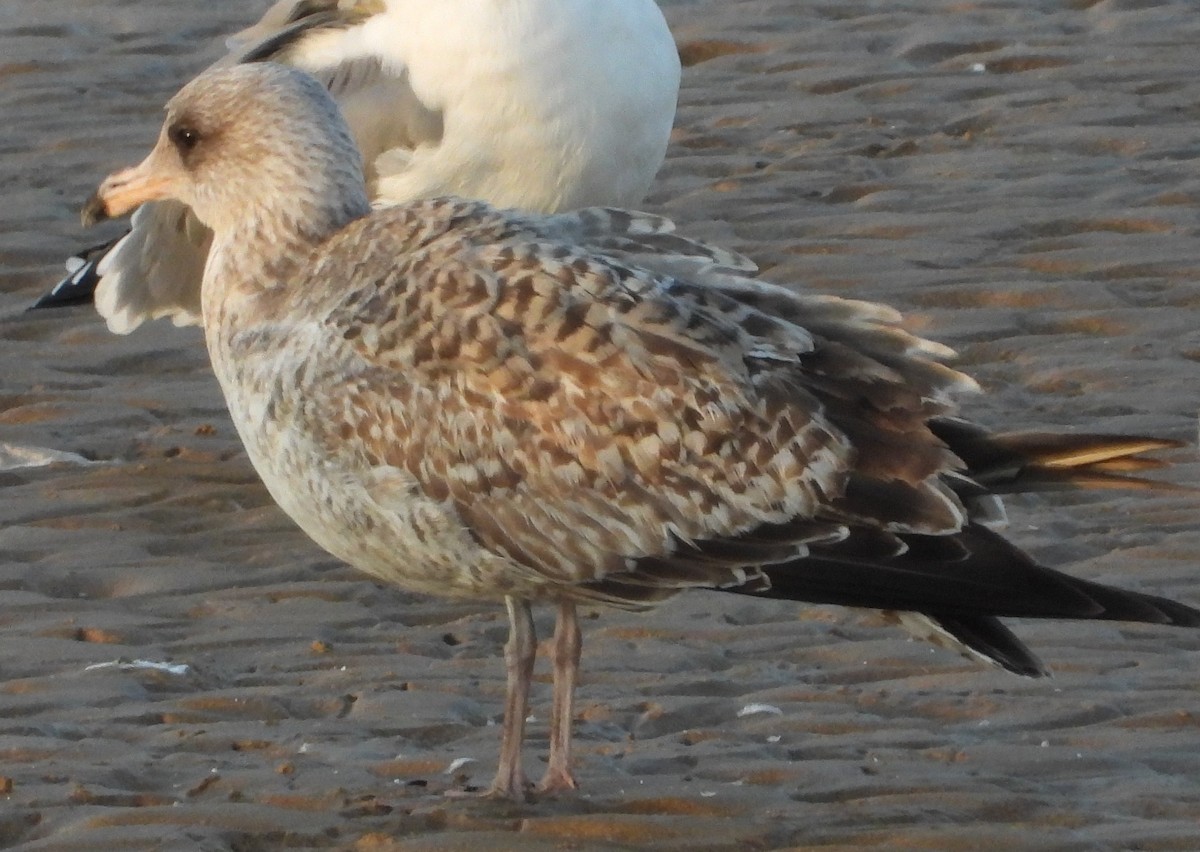 European Herring Gull - ML646198799