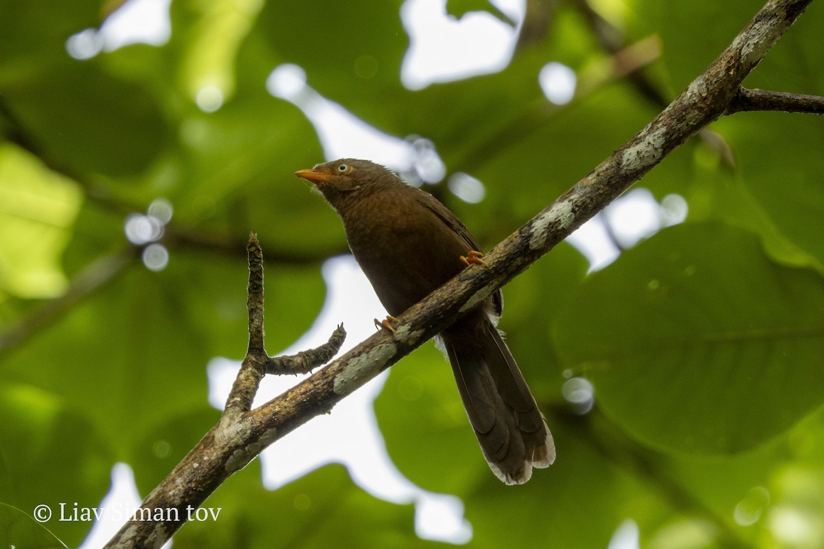 Orange-billed Babbler - ML646198801