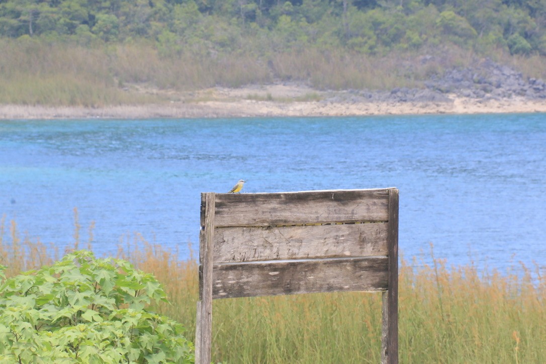 Tropical Kingbird (Middle American) - ML646198810