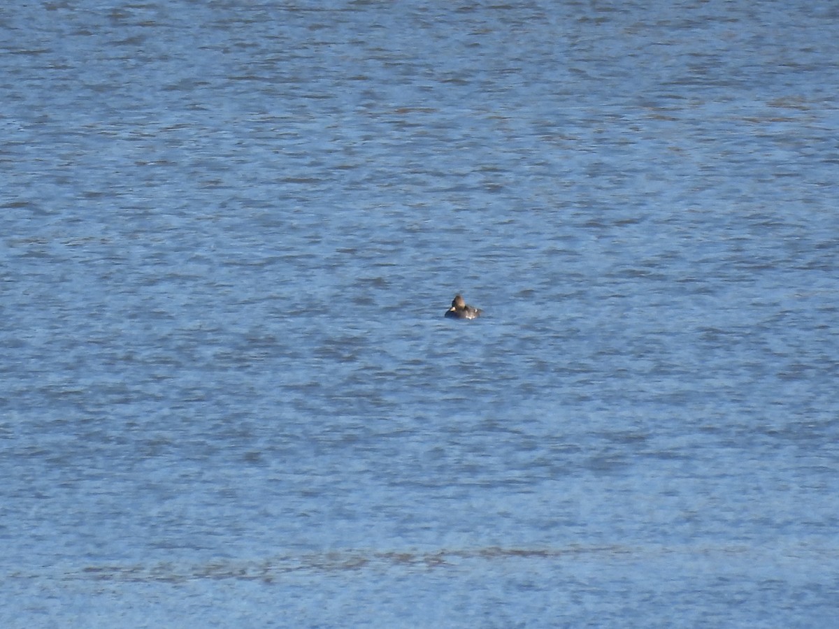 Hooded Merganser - ML646198824