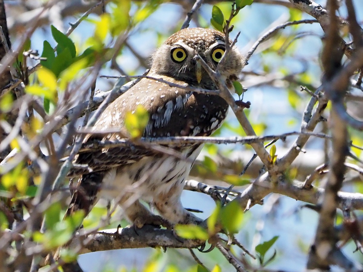 Pearl-spotted Owlet - ML646198825