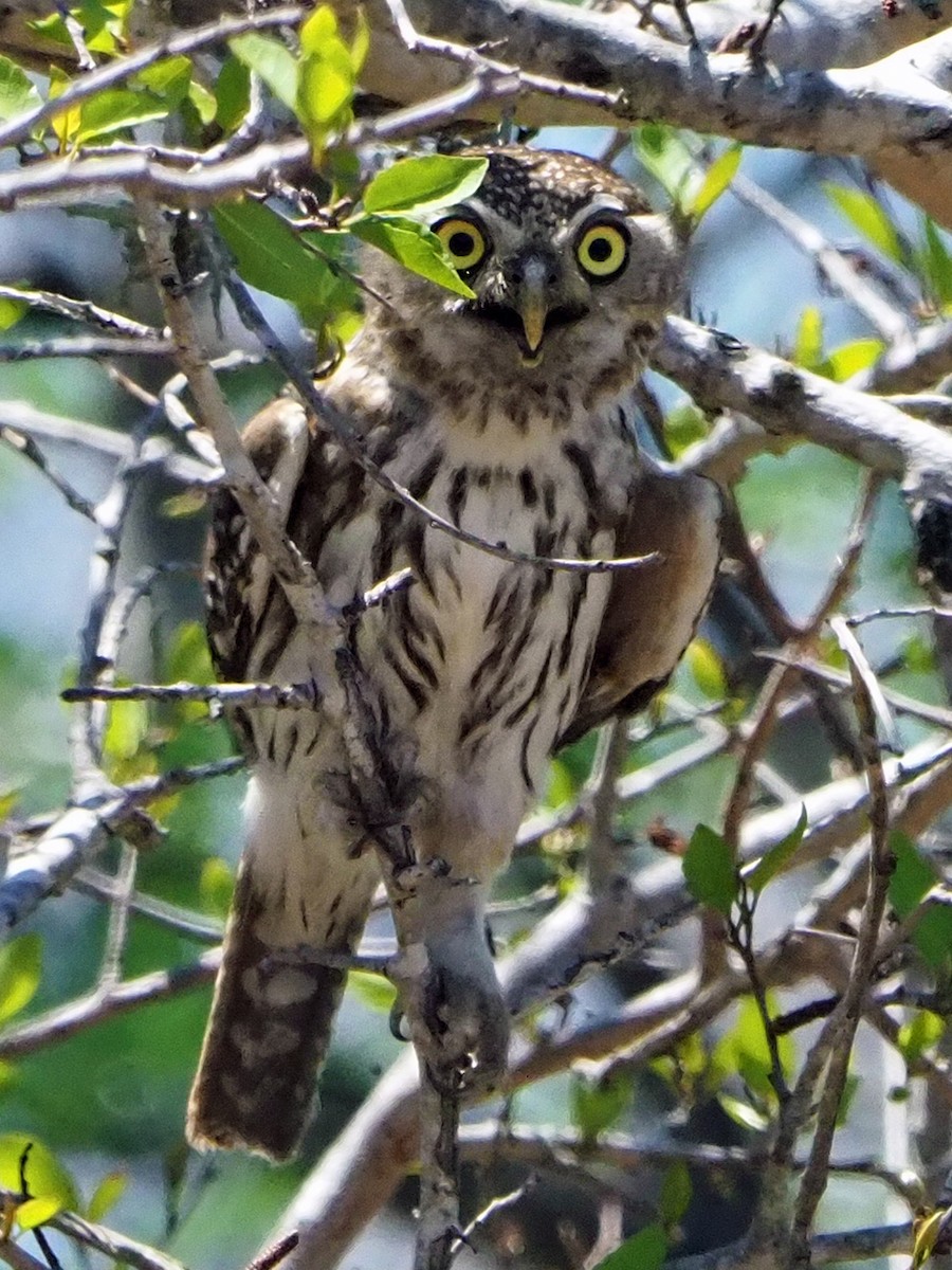 Pearl-spotted Owlet - ML646198826