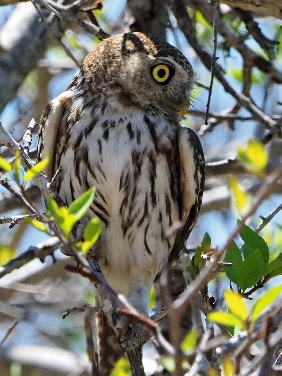 Pearl-spotted Owlet - ML646198827