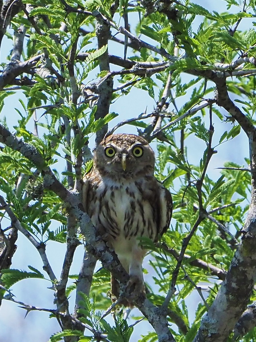 Pearl-spotted Owlet - ML646198828