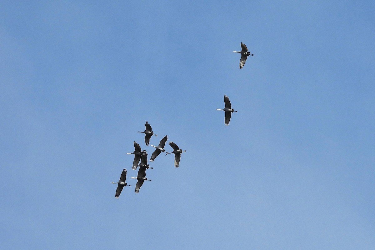 Sandhill Crane - ML646198830