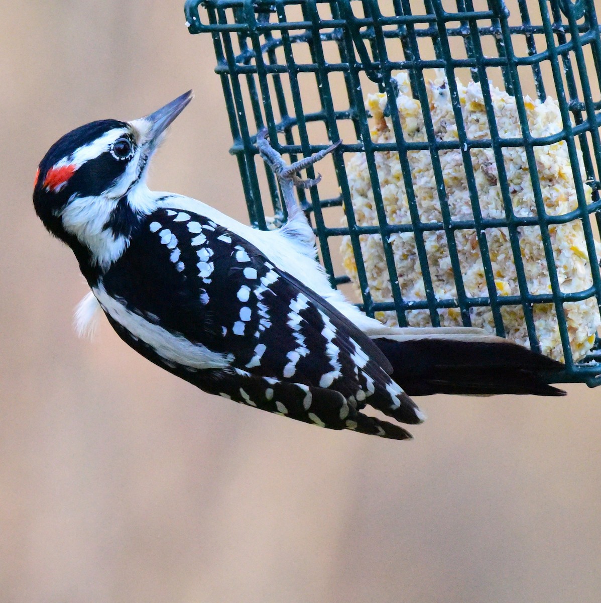 Hairy Woodpecker - ML646198832