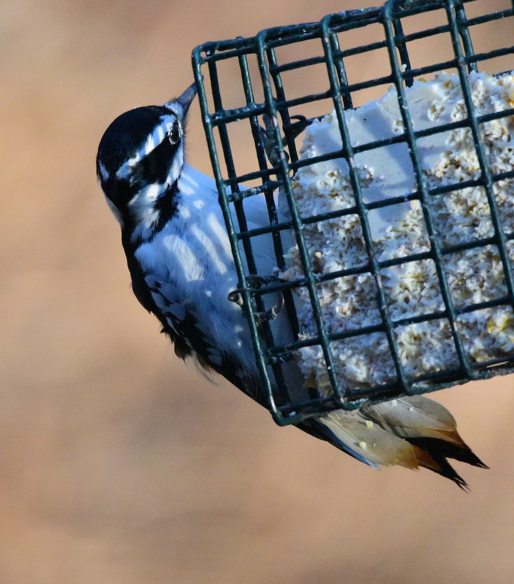 Hairy Woodpecker - ML646198833