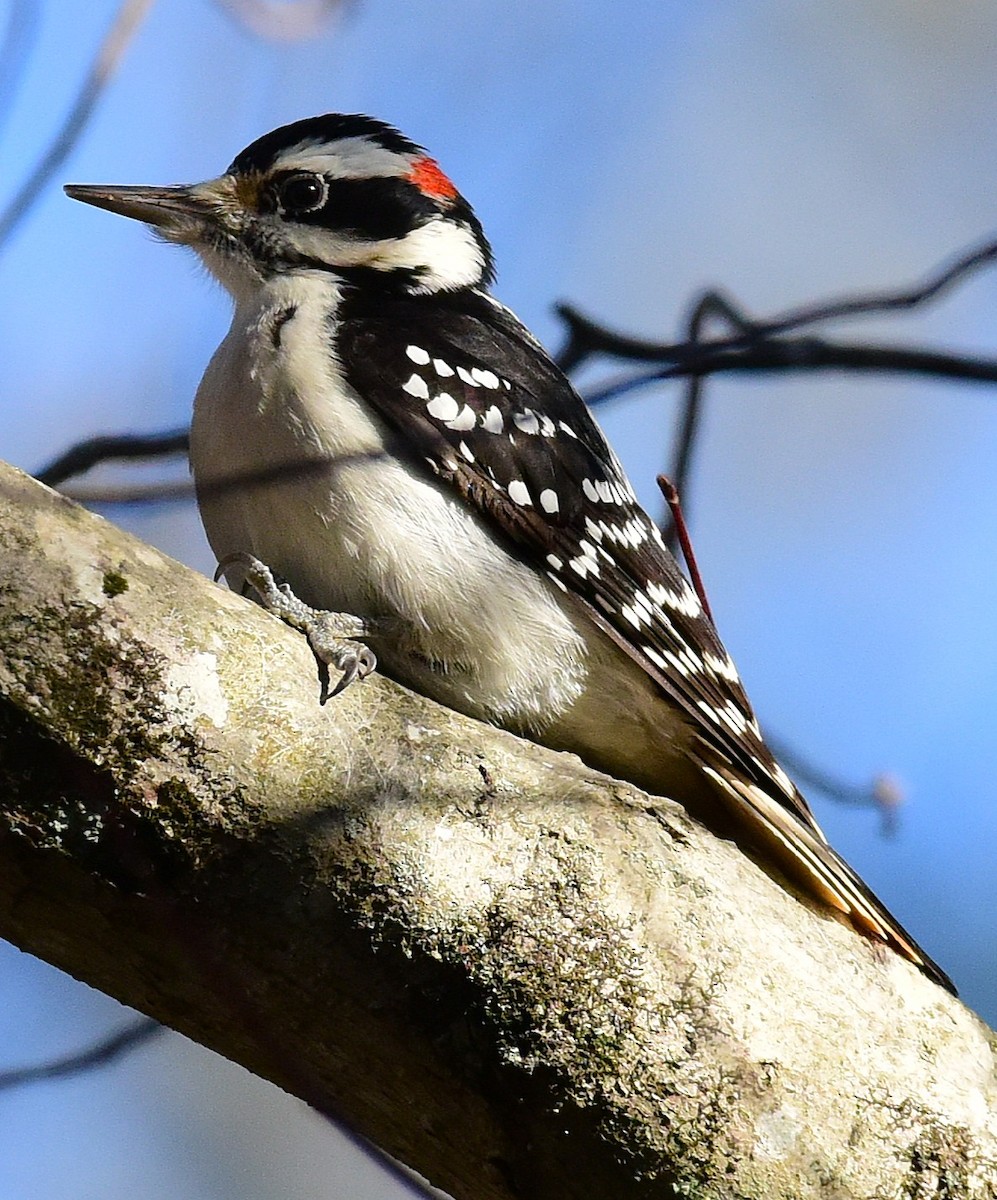 Hairy Woodpecker - ML646198834