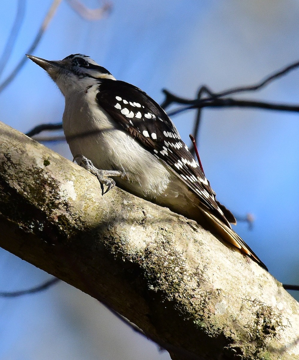 Hairy Woodpecker - ML646198835