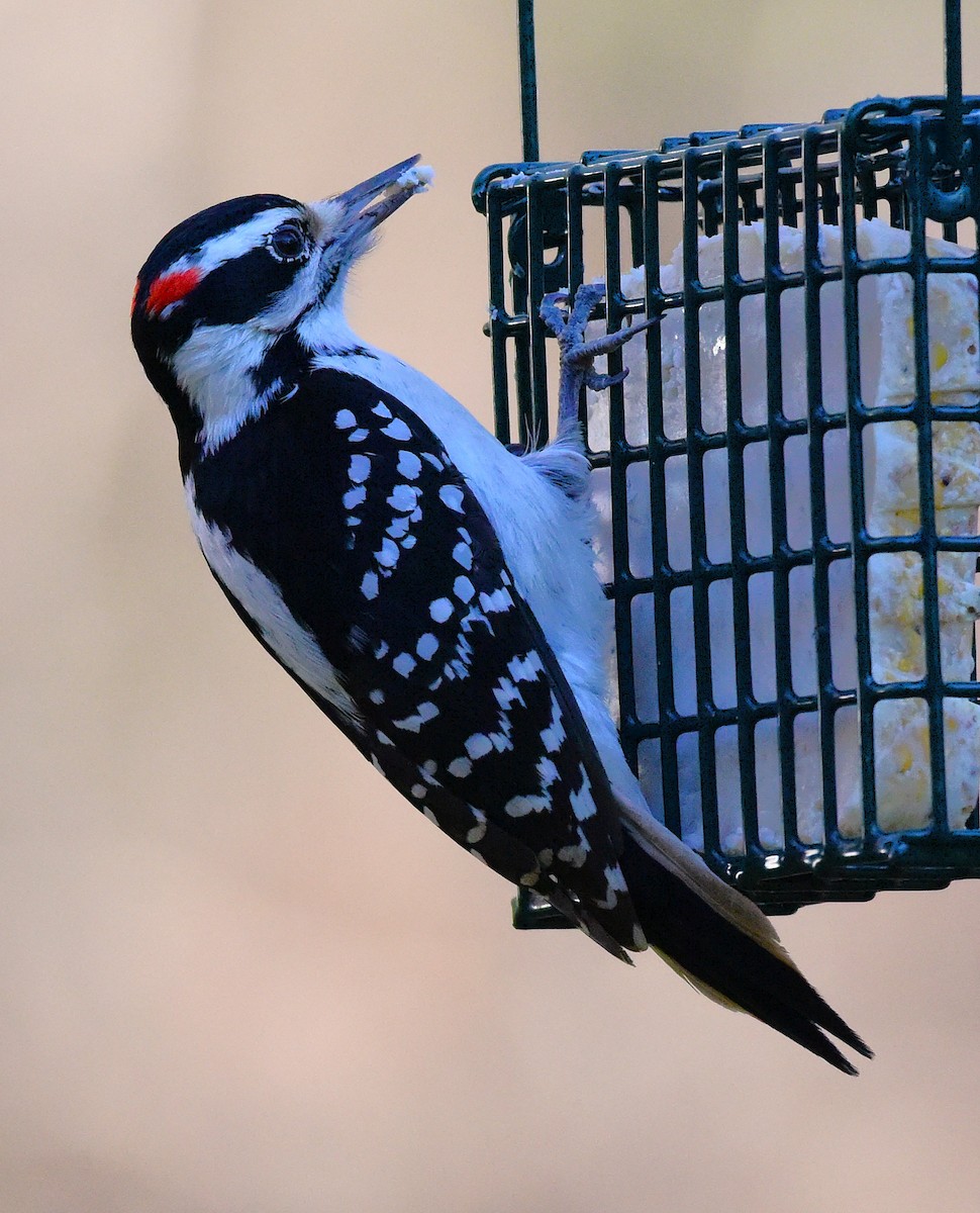 Hairy Woodpecker - ML646198836