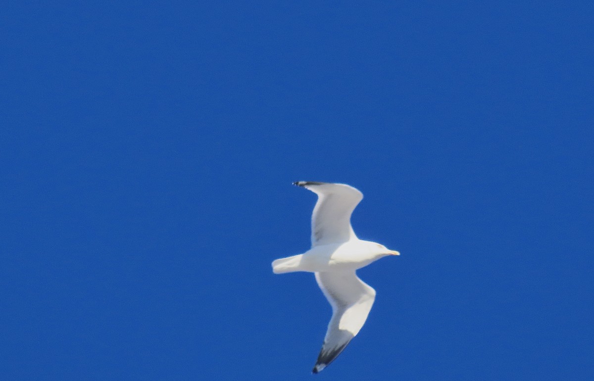 American Herring Gull - ML646198847