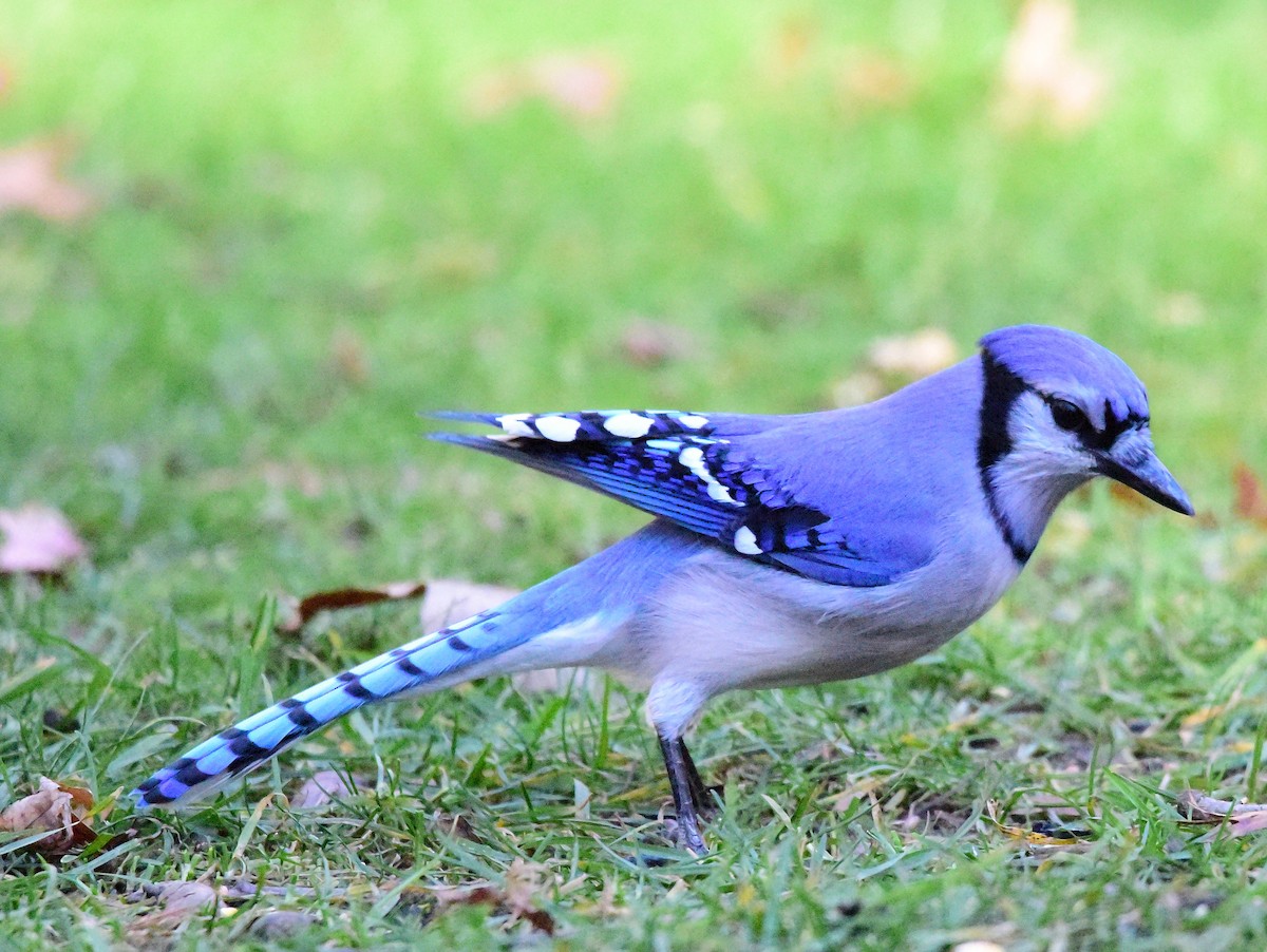 Geai bleu - ML646198849