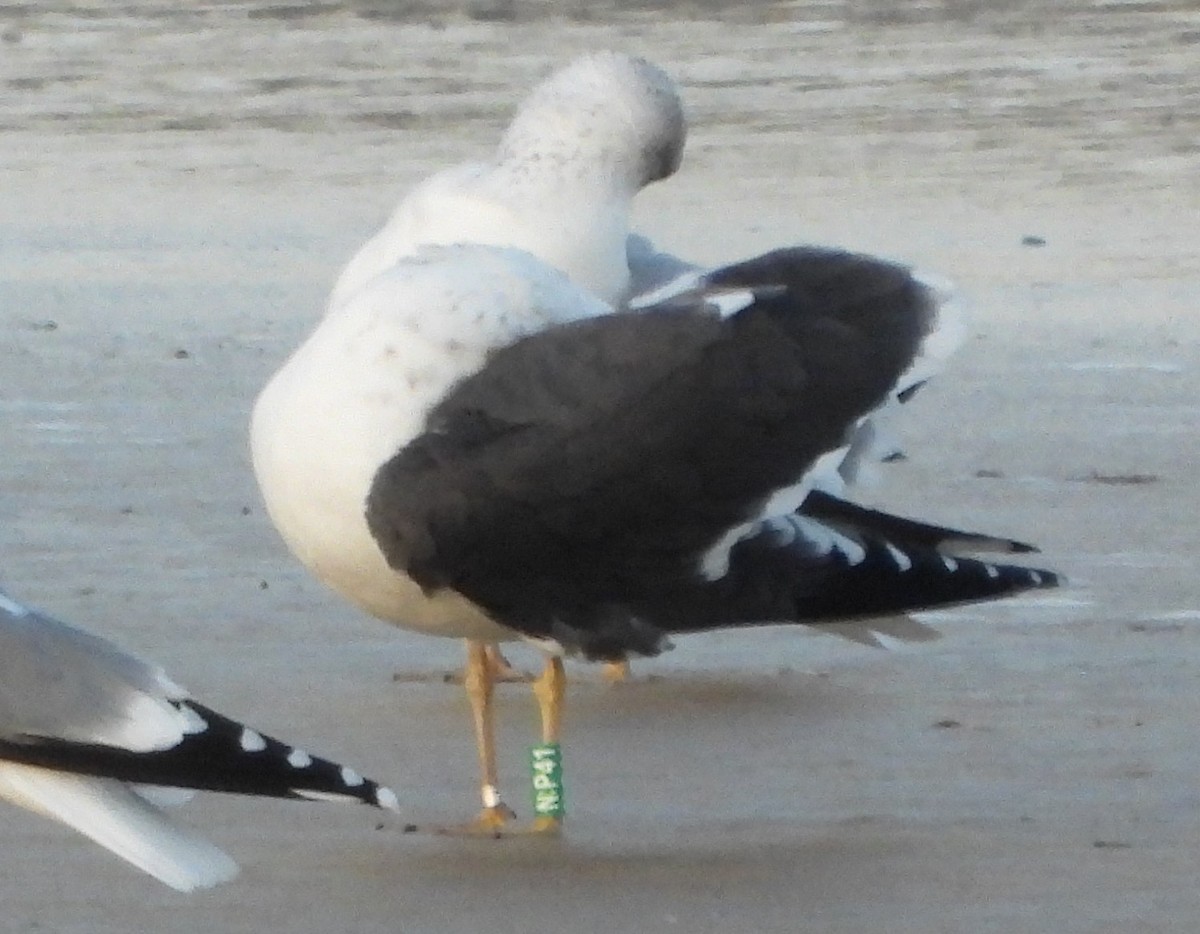 Lesser Black-backed Gull - ML646198852