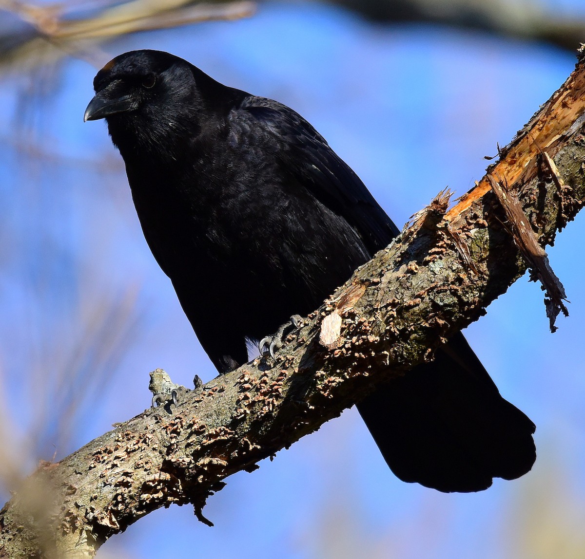 American Crow - ML646198853