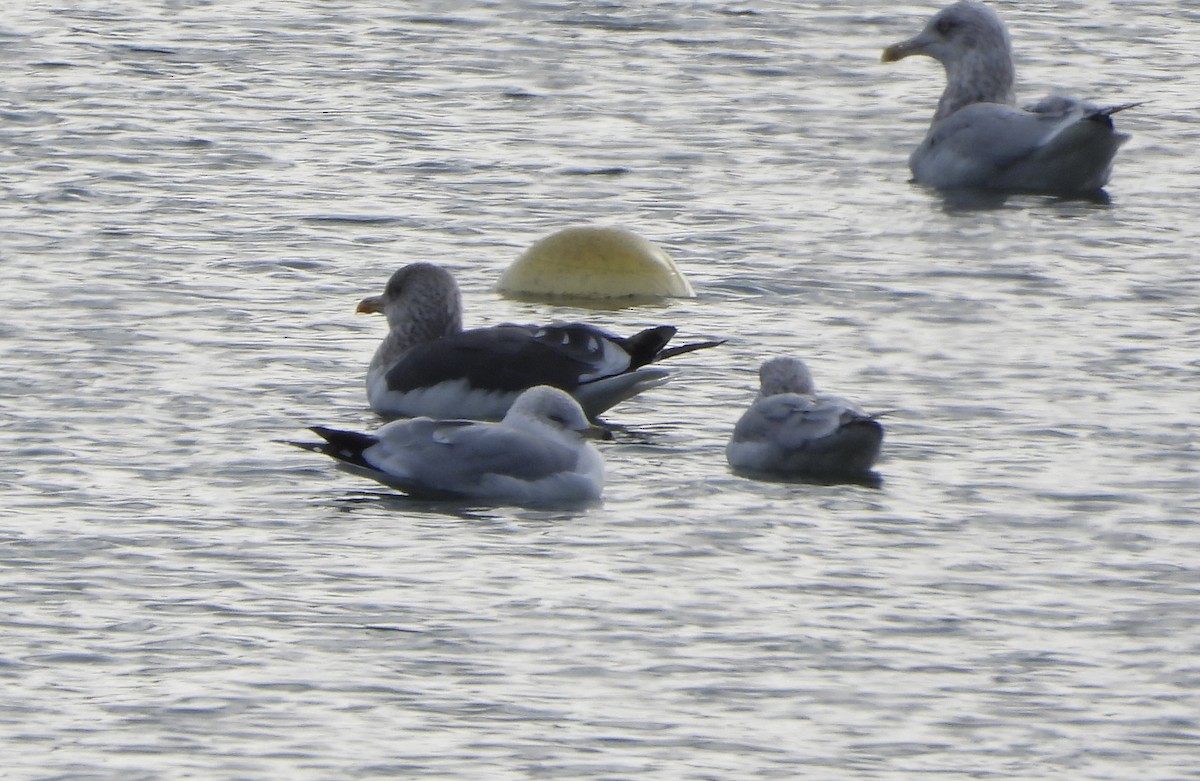 Lesser Black-backed Gull - ML646198855